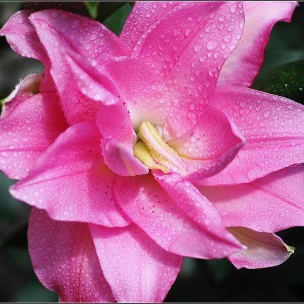  Лилия восточная Lotus Joy (Лотус Джой)