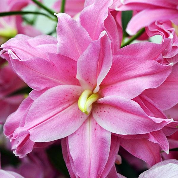  Лилия восточная Lotus Joy (Лотус Джой)