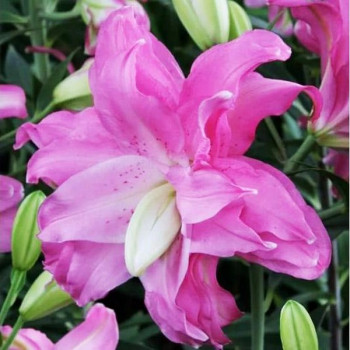  Лилия восточная Lotus Joy (Лотус Джой)