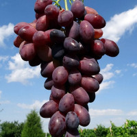 Саженцы Виноград Ася