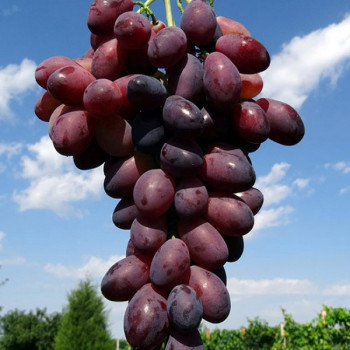 Саженцы Виноград Ася