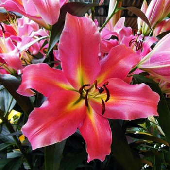  Лилия ОТ гибрид Aventino (Авентино)