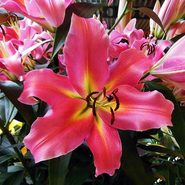  Лилия ОТ гибрид Aventino (Авентино)