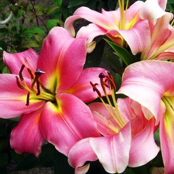  Лилия ОТ гибрид Aventino (Авентино)