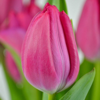 Тюльпан Триумф Пассио Свит (в упаковке - 3шт.)
