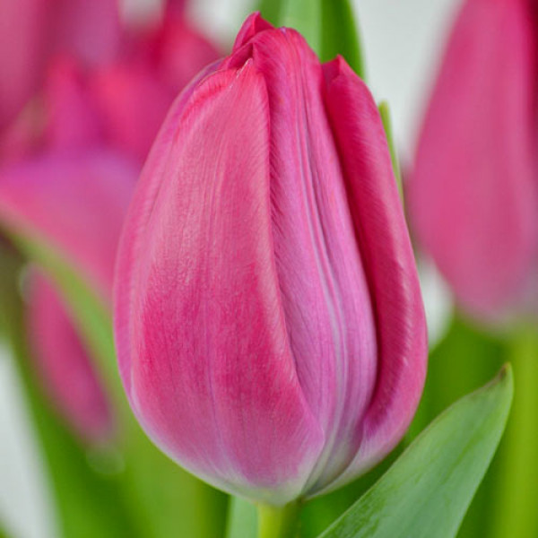 Тюльпан Триумф Пассио Свит (в упаковке - 3шт.)