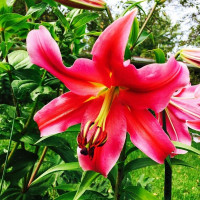  Лилия Sensi (Сенси)