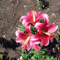  Лилия Sensi (Сенси)