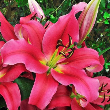  Лилия Sensi (Сенси)