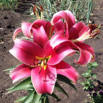  Лилия Sensi (Сенси)