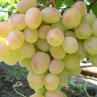 Саженцы Виноград Розовая дымка