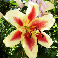  Лилия ОТ гибрид Lavon (Лавон)
