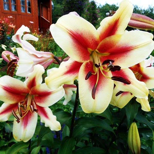  Лилия ОТ гибрид Lavon (Лавон)