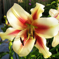  Лилия ОТ гибрид Lavon (Лавон)