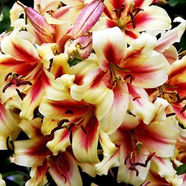  Лилия ОТ гибрид Lavon (Лавон)