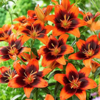  Лилия азиатская Easy Samba (Изи Самба)