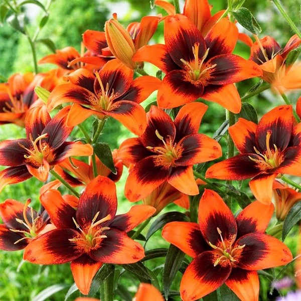  Лилия азиатская Easy Samba (Изи Самба)