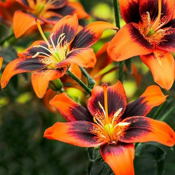  Лилия азиатская Easy Samba (Изи Самба)