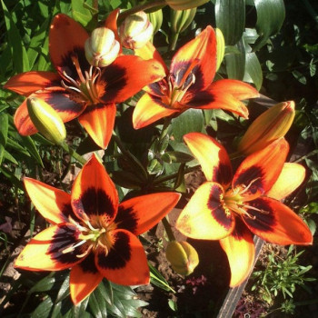  Лилия азиатская Easy Samba (Изи Самба)