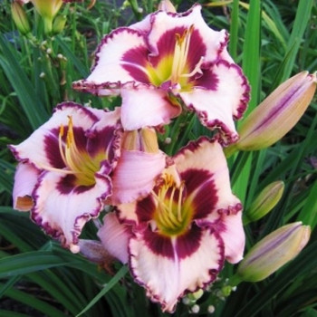 Саженцы Лилейник Purple Flame (Пёпл Флэйм)