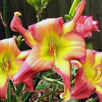 Саженцы Лилейник Do The Twist (Ду Зе Твист)