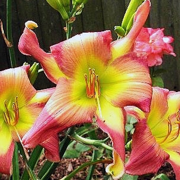 Саженцы Лилейник Do The Twist (Ду Зе Твист)