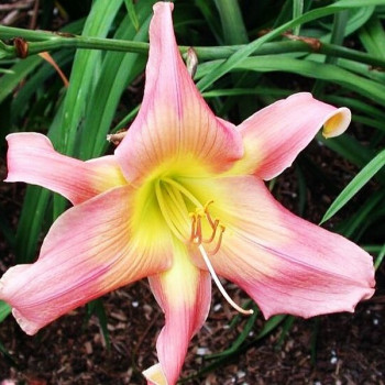 Саженцы Лилейник Do The Twist (Ду Зе Твист)