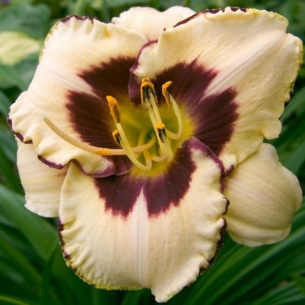 Саженцы Лилейник Canadian Border Patrol (Канадиан Бордер Патрол)