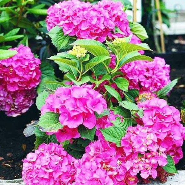 Гортензия крупнолистная Masja (Мася)