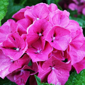 Гортензия крупнолистная Masja (Мася)