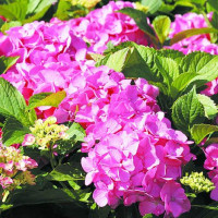 Гортензия крупнолистная Masja (Мася)