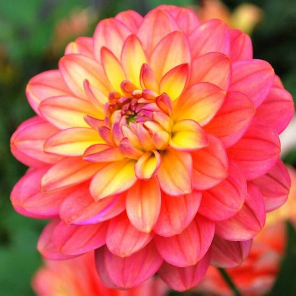 Саженцы Георгина Melody Allegro (Мелоди Аллегро)