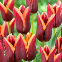 Тюльпан Триумф Мувота (в упаковке - 3шт.)