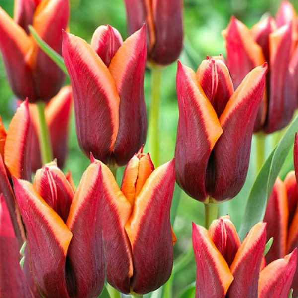 Тюльпан Триумф Мувота (в упаковке - 3шт.)