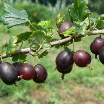 Саженцы Крыжовник Северный капитан