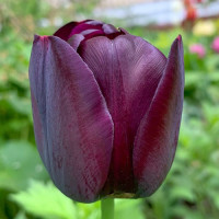 Тюльпан Кафе Нуар (в упаковке - 3шт.)