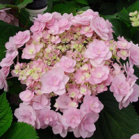 Гортензия крупнолистная You and Me Forever (Ю энд Ми Форевер)