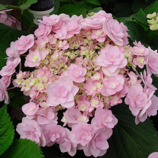 Гортензия крупнолистная You and Me Forever (Ю энд Ми Форевер)