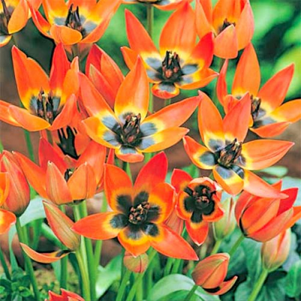 Тюльпан ботанический Литтл Принцесс (в упаковке - 3шт.)