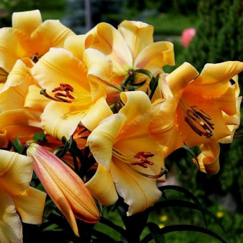  Лилия ОТ гибрид Saltarello (Салтарелло)