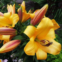  Лилия ОТ гибрид Saltarello (Салтарелло)