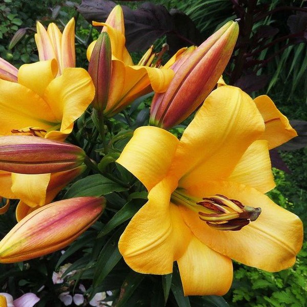  Лилия ОТ гибрид Saltarello (Салтарелло)