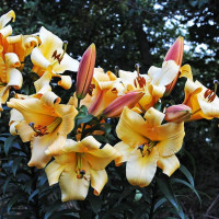  Лилия ОТ гибрид Saltarello (Салтарелло)