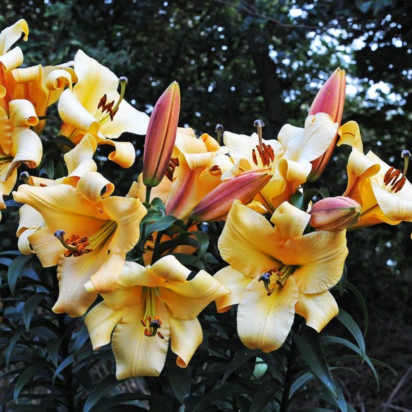  Лилия ОТ гибрид Saltarello (Салтарелло)