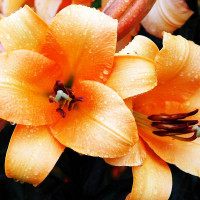  Лилия ОТ гибрид Saltarello (Салтарелло)