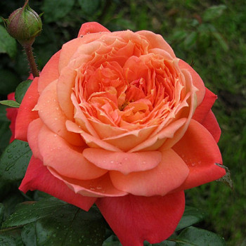 Саженцы Роза флорибунда Квин оф Хартс