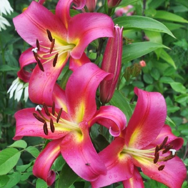  Лилия ОТ гибрид Empoli (Эмполи)