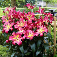  Лилия ОТ гибрид Empoli (Эмполи)