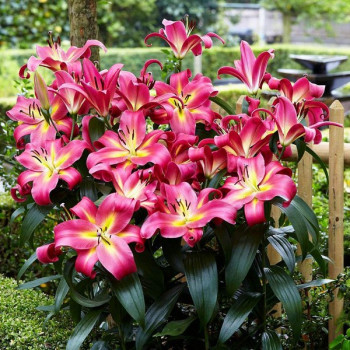  Лилия ОТ гибрид Empoli (Эмполи)