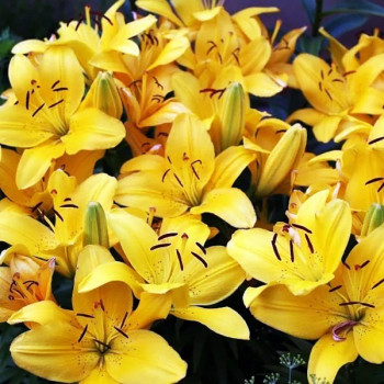  Лилия азиатская Solar Joy (Солар Джой)